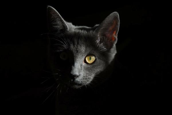 /Images/uploads/Humane Society of Utah/HSU2018/entries/4214thumb.jpg